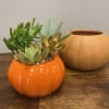 Succulent arrangement in an orange pumpkin-shaped pot beside a tan pumpkin container