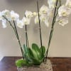 White orchids in a wooden box planter