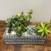 Succulent arrangement in a rectangular ceramic planter