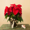 Potted red poinsettia with a ribbon bow in a woven basket