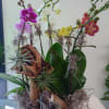 Potted orchid arrangement with pink, white, yellow, and red blooms