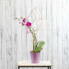Exotic and beautiful!  A phalenopsis orchid in a classic ceramic container
