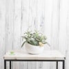 This trendy succulent garden is the perfect addition to any dorm, bedroom