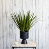 Potted spiky green plant in a black pedestal planter on a table