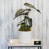 Presented in a modern white ceramic container, an alocasia or 'elephant ear'