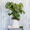 Potted monstera plant in a white container with a small candle beside it