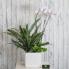 Potted orchid arrangement with white blooms in a square white planter