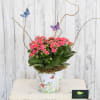 A beautiful kalanchoe plant is presented in a wildflower container with butterflies.