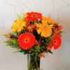 Bright orange and yellow gerbera daisies in a clear glass vase