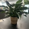 Potted green houseplant in a woven basket cover