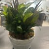 Potted green foliage plant in a white ceramic container