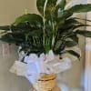 Potted peace lily in a woven basket with a white ribbon
