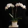 Potted white orchid plant with two tall blooming stems in a white square container