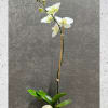 Single white orchid in a white pot with broad green leaves