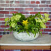 Tropical plant arrangement in a shallow stone bowl