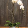 White orchid plant in a textured pot with a small decorative ball