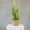 Sansevieria or Snake Plant,  easy care.  This 6" grow pot