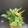 Mixed potted houseplants in a shallow terracotta bowl