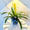 Potted green bromeliad with blue and silver ribbon