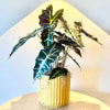 Striking and sculptural, Golden Alocasia features a 6" Alocasia plant known for