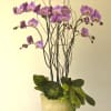 Purple orchids arranged in a beige pot with succulents