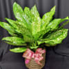 Potted green plant with speckled leaves and a pink ribbon