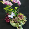 Medium size indoor potted garden to be enjoyed for many weeks. Blooming