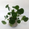 This size of the planter is 4"*4.5"*4.5". The pilea is a playful