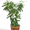 Potted green houseplant in a wooden planter