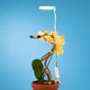 Our Adjustable LED Plant Light is a sleek, energy-efficient light available in