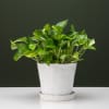 Perfect gift for small spaces, patios, desk, side tables

Approximately: 11 in tall