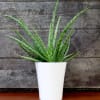 Modern gift for anyone who enjoys plants

approximately  11 in tall by