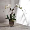 ** two **white orchid with a touch of curly willow in a