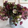 helleborus' delicately cupped, nodding heads and big, jagged edged leaves are sometimes