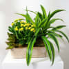 Potted plant arrangement with yellow flowers in a woven rectangular basket