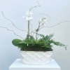 Twice the Elegance for Orchid Enthusiasts
Discover the exquisite "Mini Orchid Duo," the
