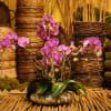 Purple orchids arranged in a glass bowl with stones