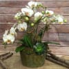 TRIPLE MINI WHITE ORCHIDS IN A DECORATIVE POT 