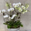 Flowers by Philip offers a large selection of orchid plants in various
