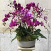 Flowers by Philip offers a large selection of orchid plants available all