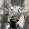 Features a white orchid planter set in a low round glass container