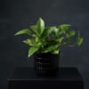 Beautiful green pathos plant in an earthy ceramic vase. I like moderate