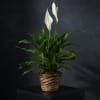 Peace Lily in Wicker Basket
Elegant and enduring, our Peace Lily is a