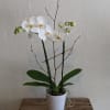 Give the gift of a beautiful orchid plant today! Delicate, exotic and