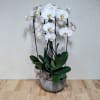 A graceful display of arching Phalaenopsis orchids makes a striking gift for