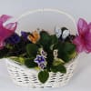 African Violet in a basket with butterfly decorations.