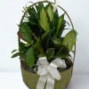 Basket of green houseplants with a white ribbon bow