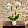 White orchid plant in a white ceramic pot on a table