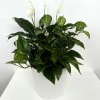 A beautiful sympathy plant in a 10" x 9.5" pot. Please include