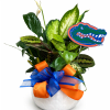 Mixed tropical plant arrangement in a white bowl with orange and blue ribbons